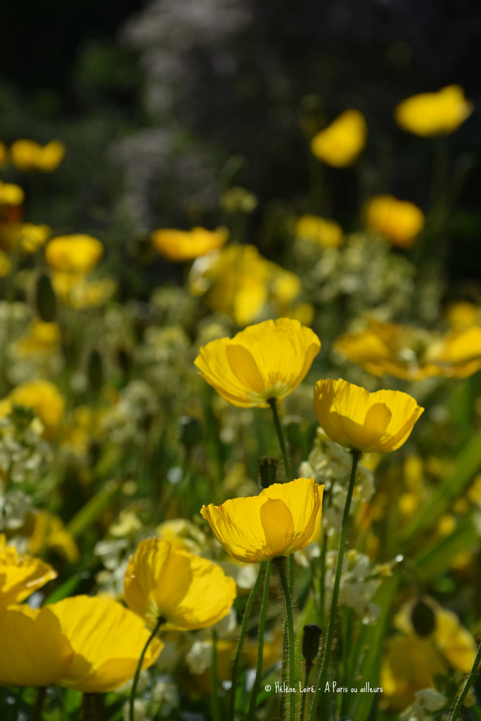 yellow poppies  by parisouailleurs