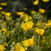 yellow poppies  by parisouailleurs