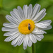 Daisy Closeup by rminer