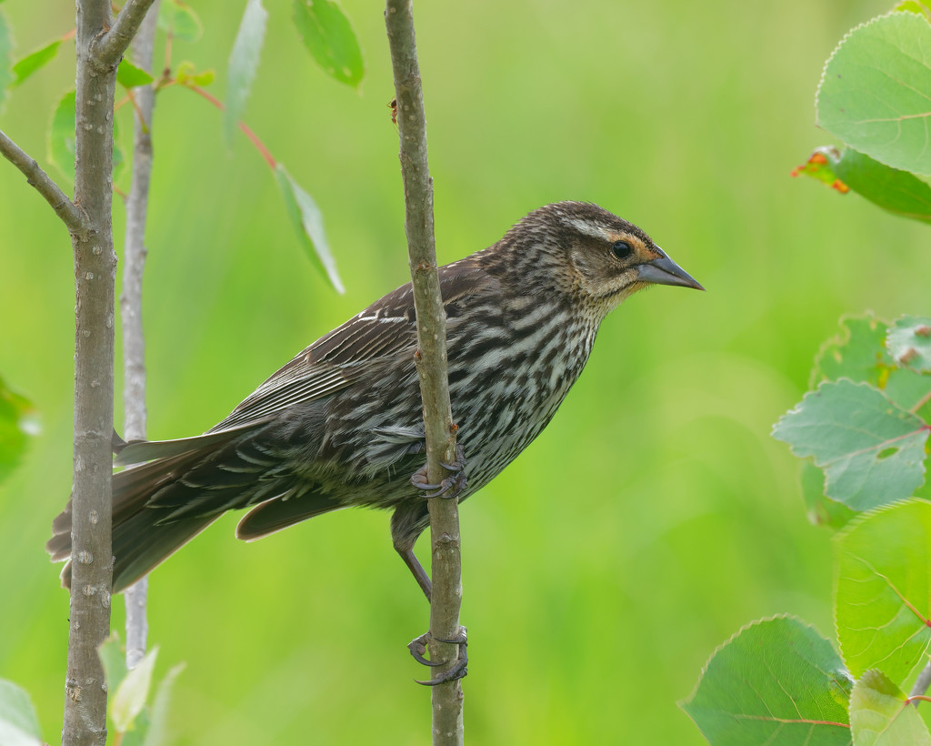 Female Red-winged Blackbird by rminer