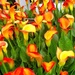 Arum lilies  by 365projectdrewpdavies