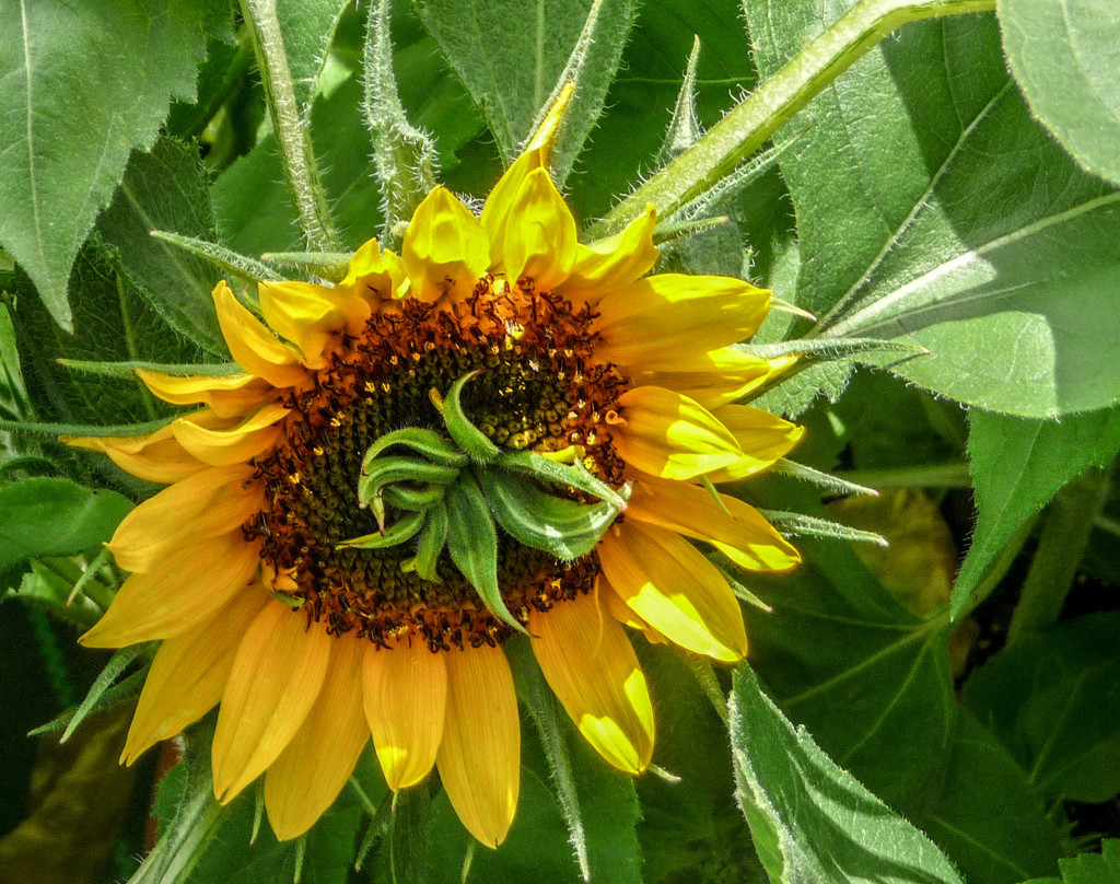 Sunflower by cdonohoue