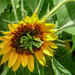 Sunflower by cdonohoue