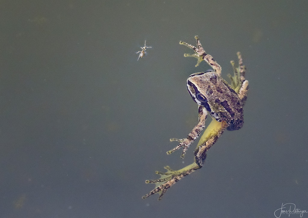 Baby Frog and Bug In Jim's Pond  by jgpittenger