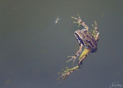 31st May 2018 - Baby Frog and Bug In Jim's Pond 