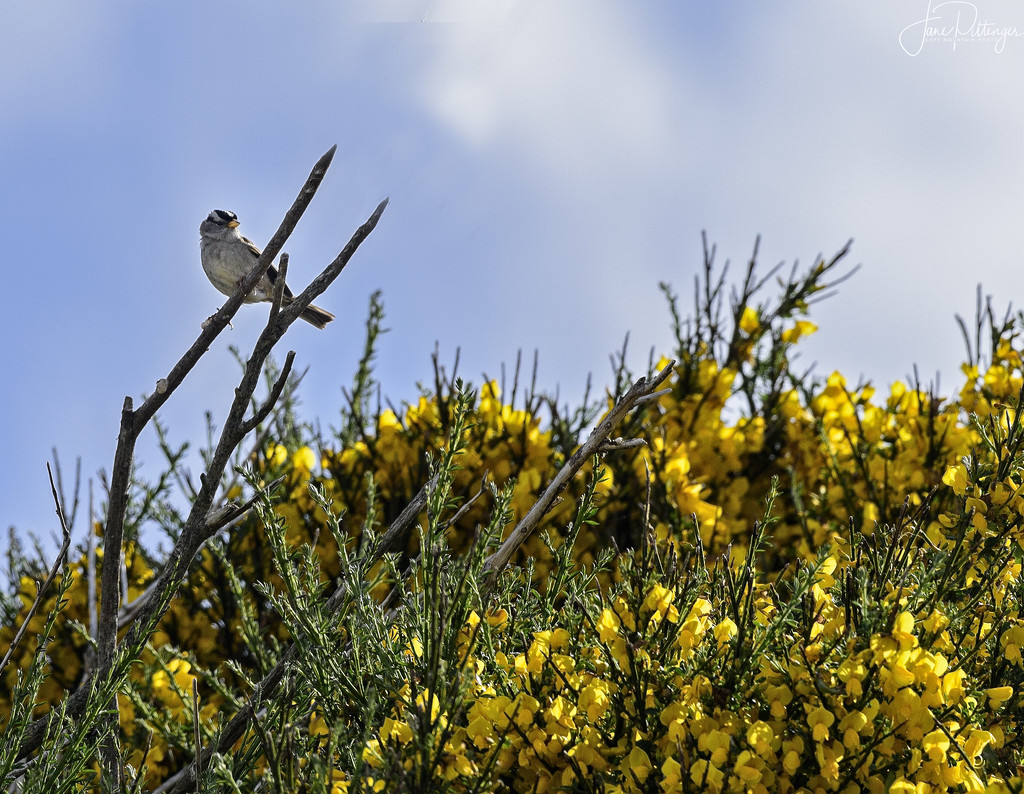 White Crowned Sparrow and Scotch Broom  by jgpittenger