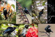 31st May 2018 - Tui Collage