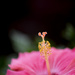 Hibiscus by lstasel
