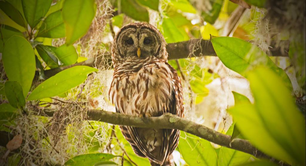 Barred Owl Checking Me Out! by rickster549