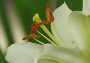 27th May 2018 - Lily on green