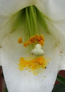 28th May 2018 - Lily pollen