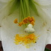 Lily pollen by homeschoolmom