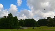 31st May 2018 - Summer clouds at Hampton Park, Charleston, SC