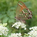 Juniper Hairstreak Butterfly by cjwhite