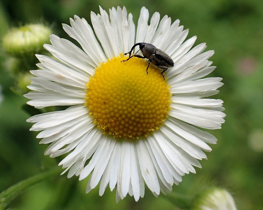 Flower Weevil by cjwhite