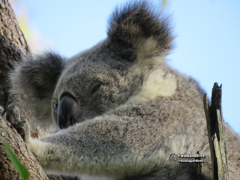 stretchhhhhhh by koalagardens