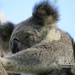 stretchhhhhhh by koalagardens