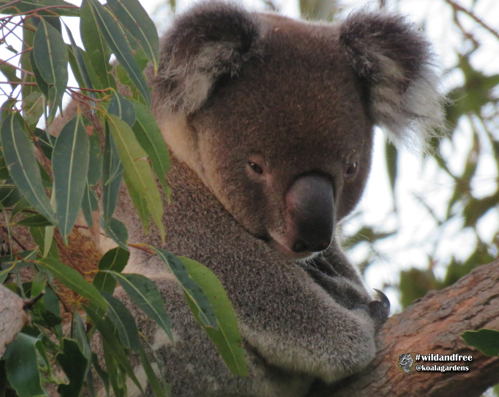 still awake by koalagardens