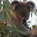 still awake by koalagardens