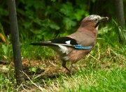 31st May 2018 - The return of my jay