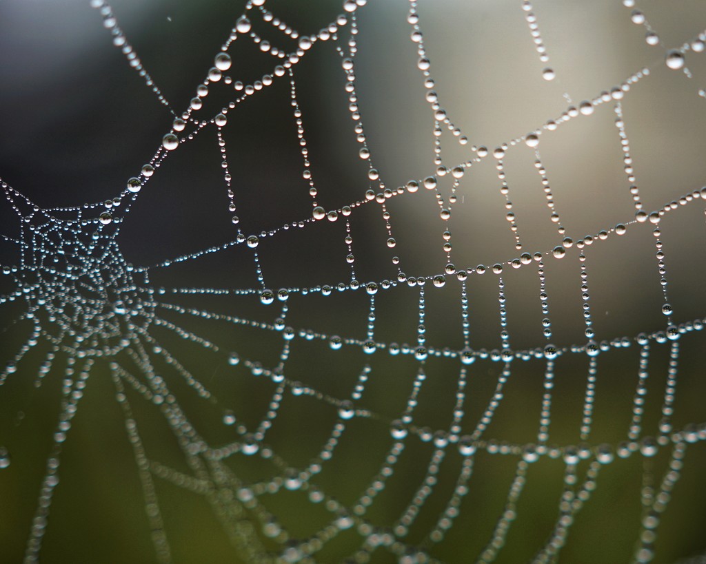 Spiders Web by mattjcuk