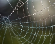 31st May 2018 - Spiders Web