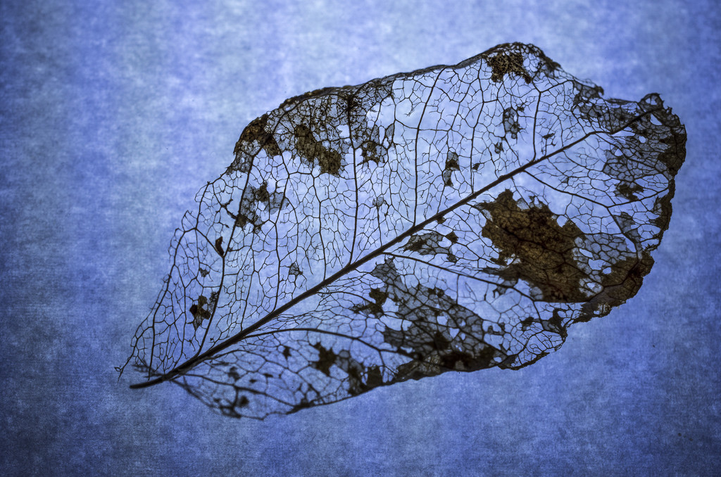 leaf by winshez