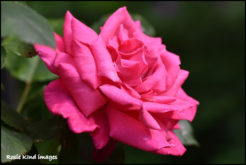 One of our beautiful roses by rosiekind