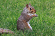 31st May 2018 - Backyard Squirrel