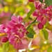 Crab Apple Tree  Blossoms  by radiogirl