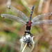 White-faced Darter by philhendry