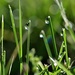 Dew Drops by lynnz
