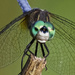 LHG_5153-Face of Blue Dasher by rontu