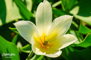 31st May 2018 - White tulip
