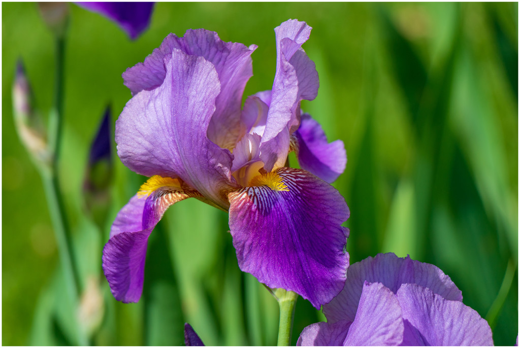 purple iris by jernst1779
