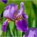 purple iris by jernst1779