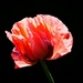 Poppy by carole_sandford