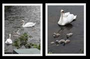 30th May 2018 - Swan Families on the River Leen