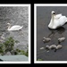 Swan Families on the River Leen by oldjosh