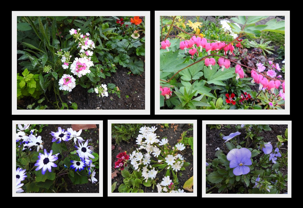 Flowers In My Garden by oldjosh