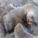 Seals  by shepherdmanswife
