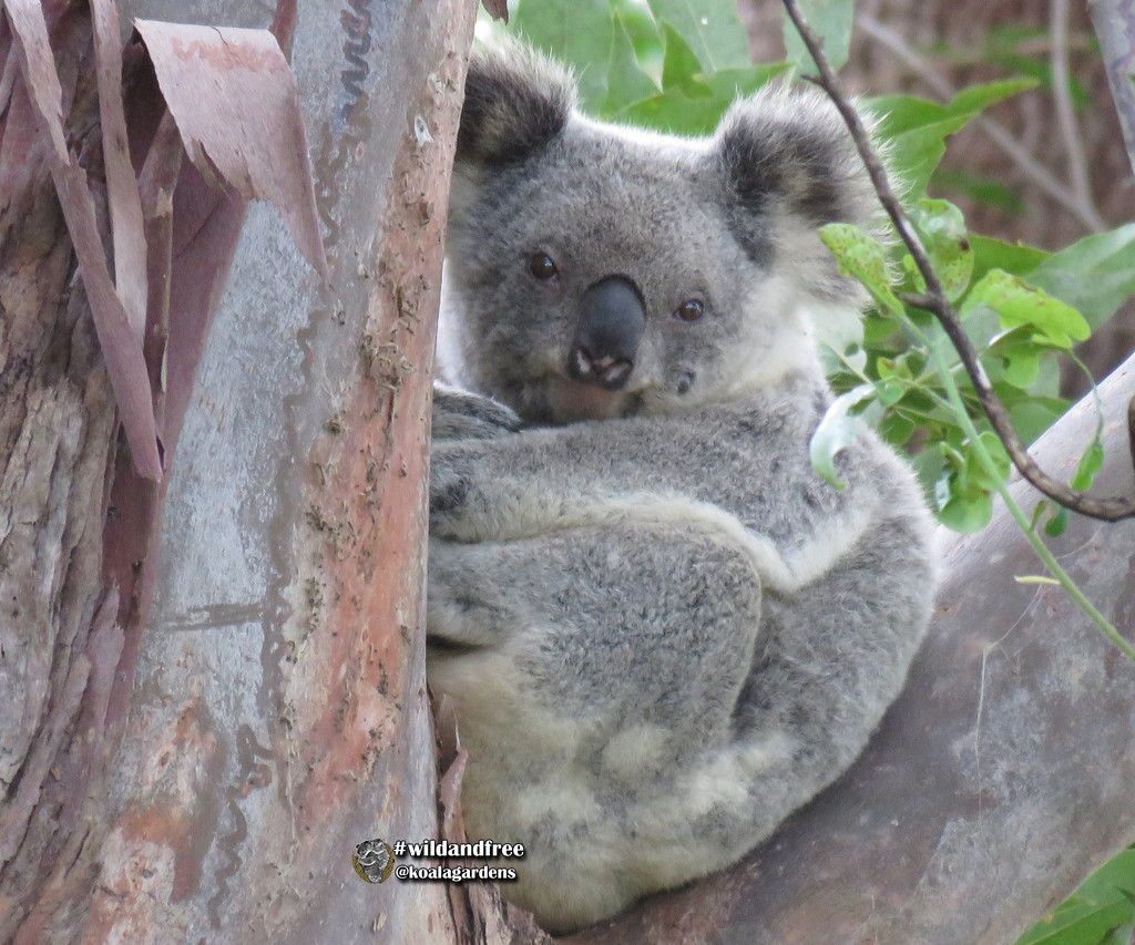 holding joey close by koalagardens