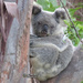 holding joey close by koalagardens