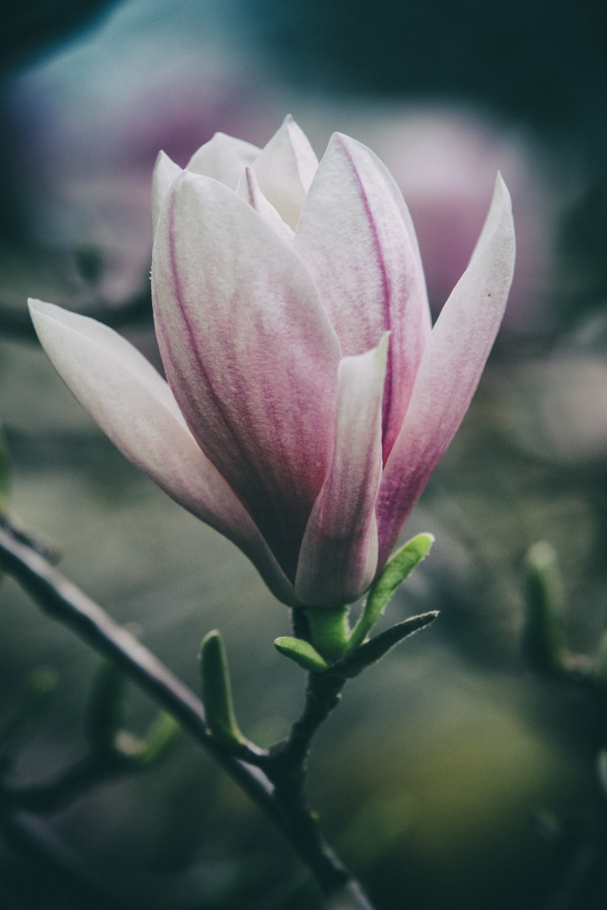 Magnolia Blossom by pdulis