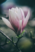 31st May 2018 - Magnolia Blossom