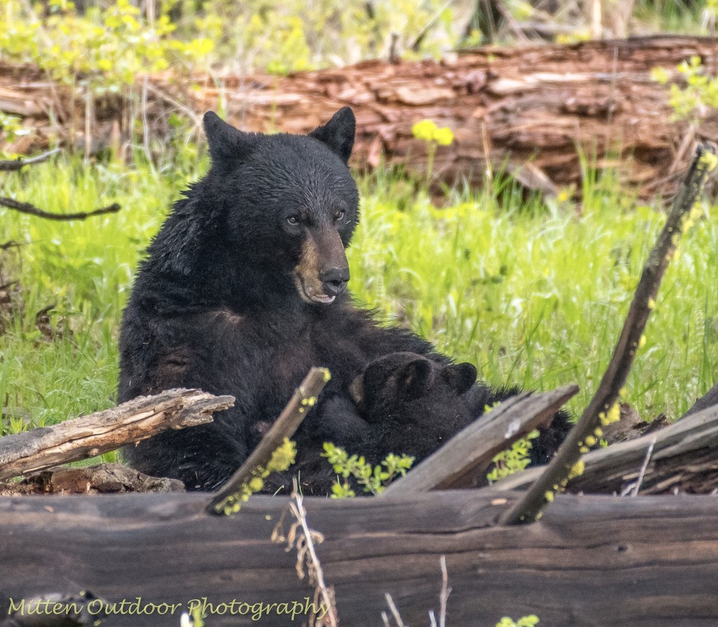Nursing Black Bear Cub by dridsdale