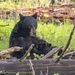 Nursing Black Bear Cub by dridsdale