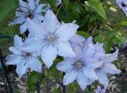 31st May 2018 - Clematis