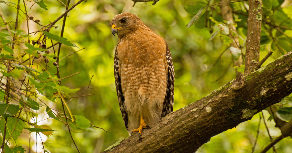 Red Shouldered Hawk Looking for a Snack!  by rickster549