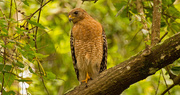 31st May 2018 - Red Shouldered Hawk Looking for a Snack! 